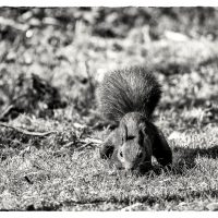 Eichhörnchen, frontal aufgenommen, mit Betonung auf den puschligen Schwanz