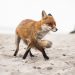Schnürender Fuchs am Strand