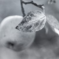 Blatt eines Apfelbaums, unscharfer Apfel im Hintergrund, schwarzweiß