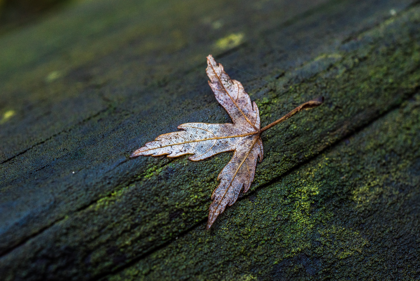 Ein fedriges Blatt auf dunklem Holz