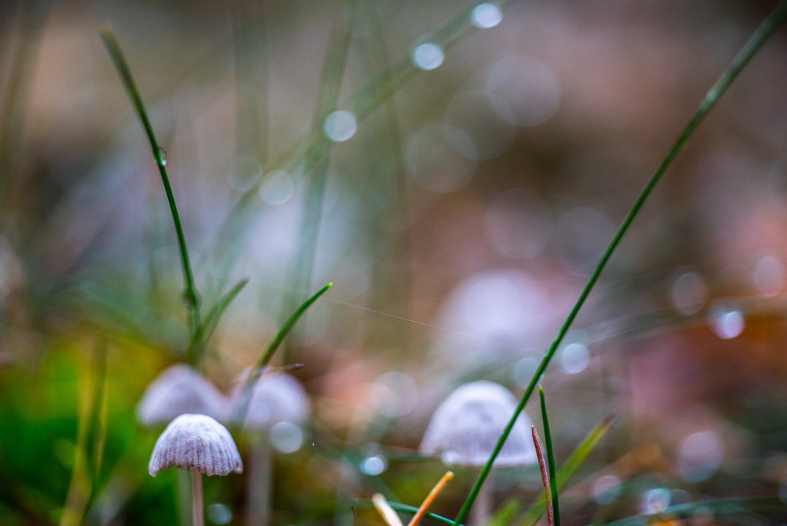 kleiner blasslila Pilz im Gras