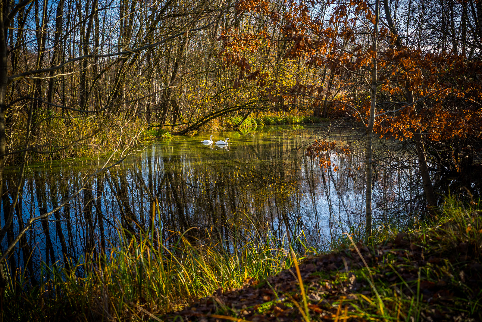 Zwei Schwäne auf einem Teich im Wald