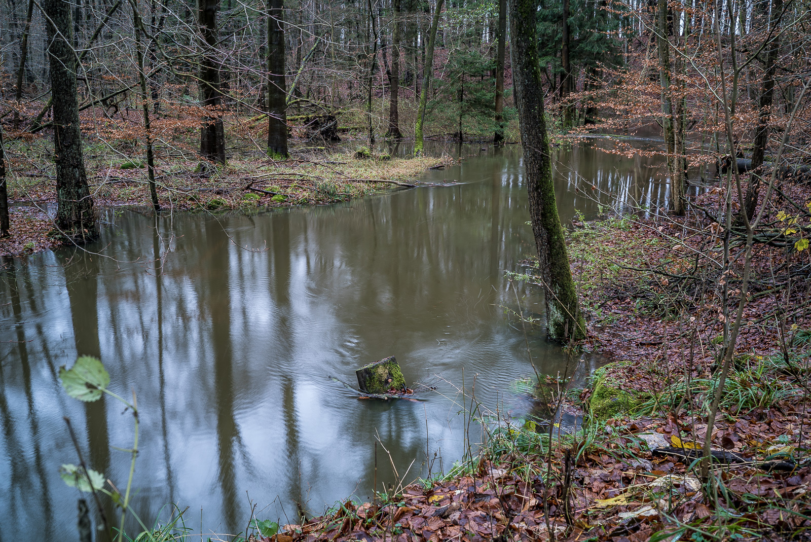 Sehr hoher Wasserstand im Bach Süderbeste durch den Wald bei Tremsbüttel