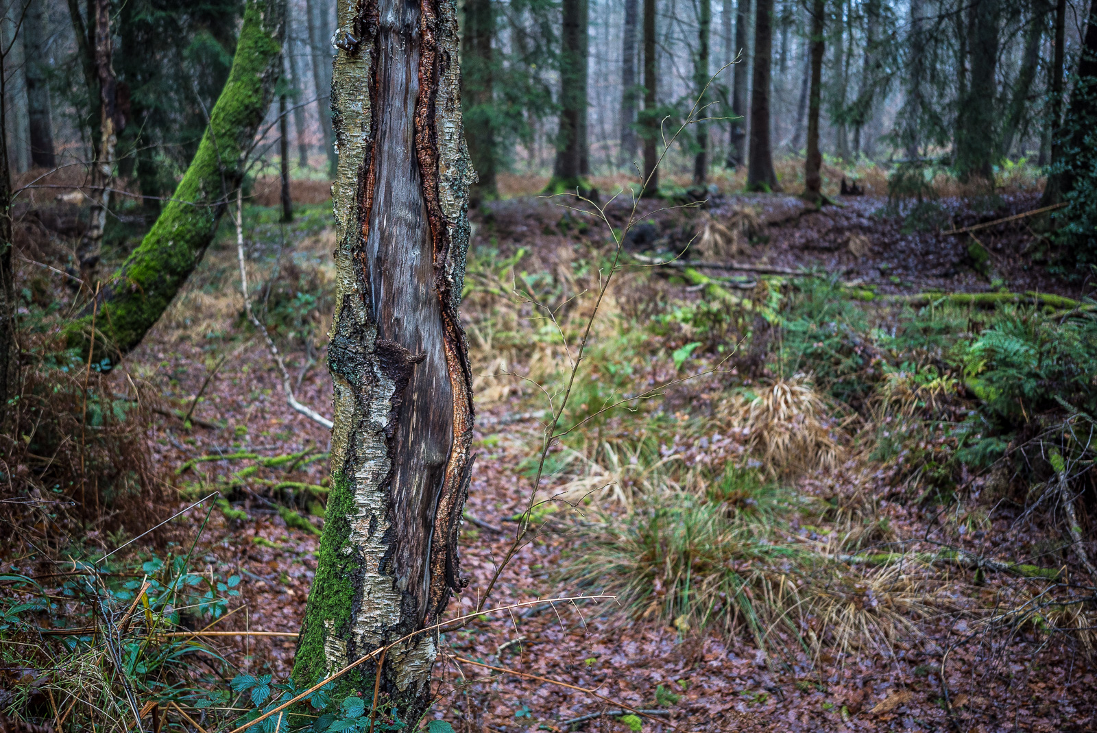 Birke mit großflächig aufgerissener Rinde vor Feuchtstelle im Wald