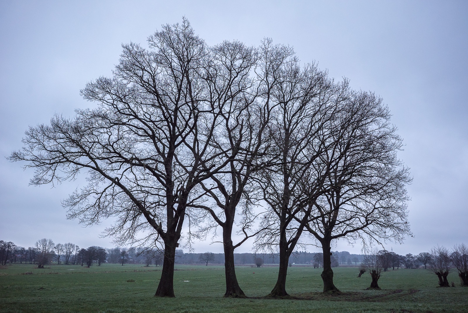 Vier Bäume ohne Laub als Silhouetten vor Wolkenhimmel