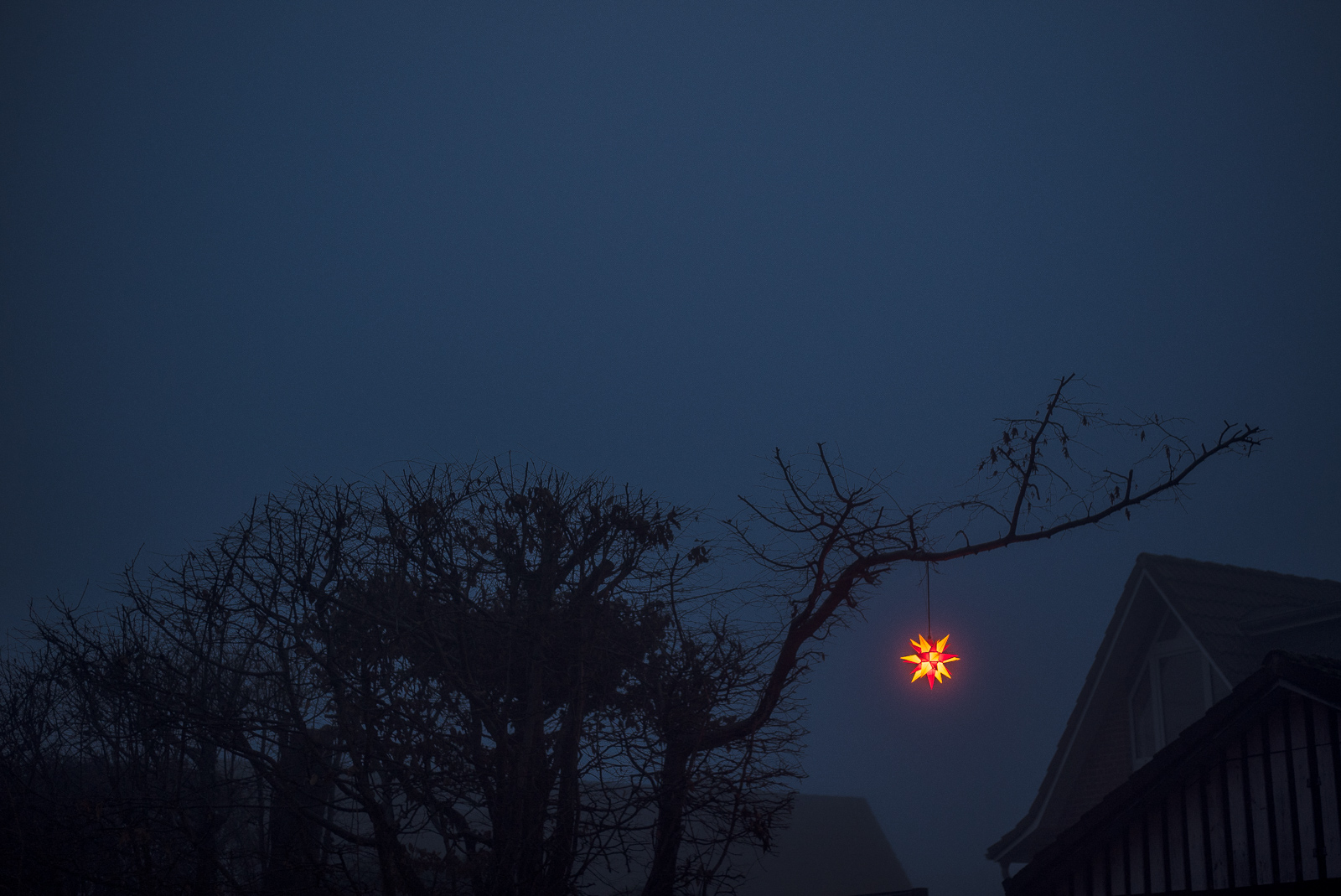 Abendlicher Nebel in blauem Dämmerlicht: Rot leuchtender Weihnachtsstern an einem Baum