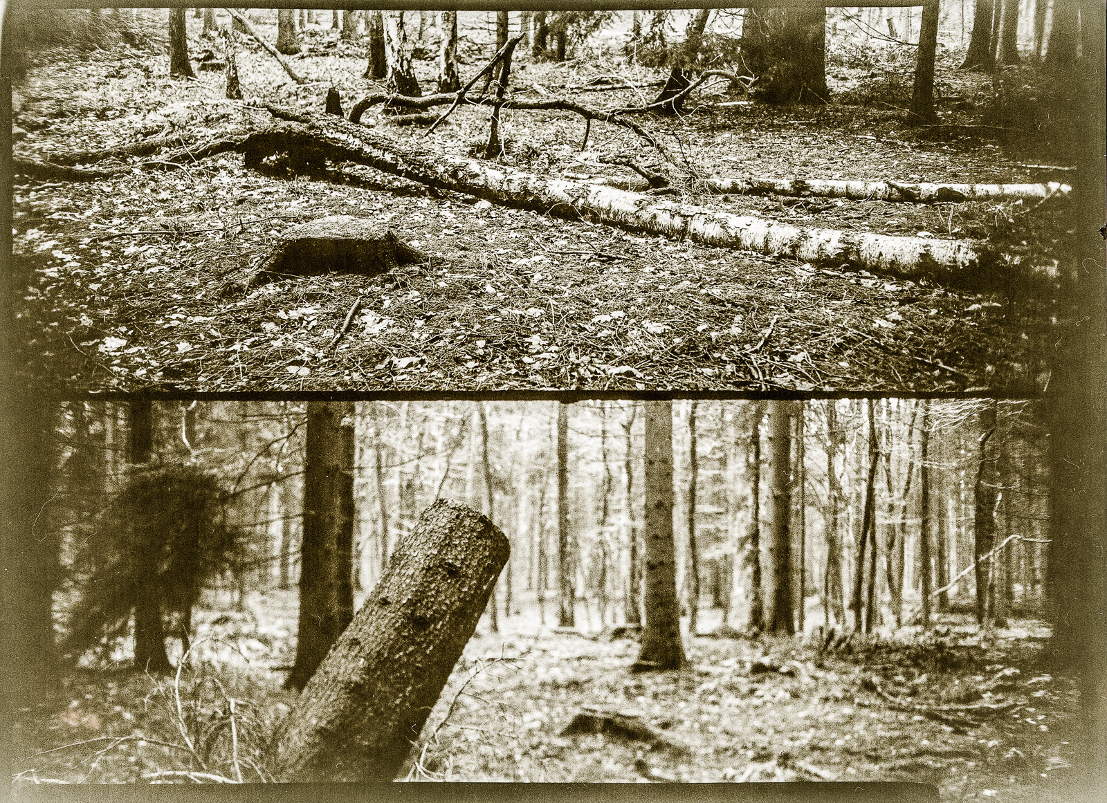 Zwei Bilder auf einem Negativ im Panoramaformat: Liegende Birke, Nadelbaumstumpen, sepiabraun