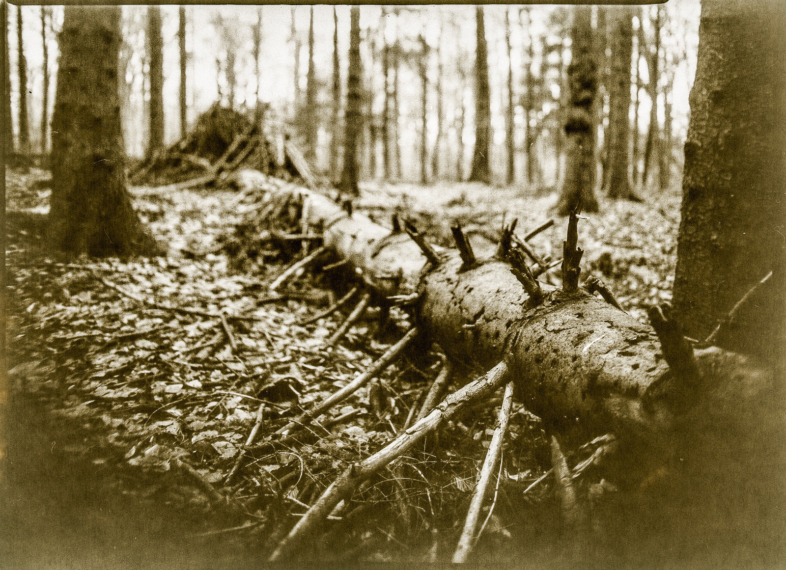 Liegender Baumstamm, Aufnahme mit historischem Objektiv, sepiabraun