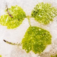 drei grüne Blätter, im Eis einer Pfütze eingefroren