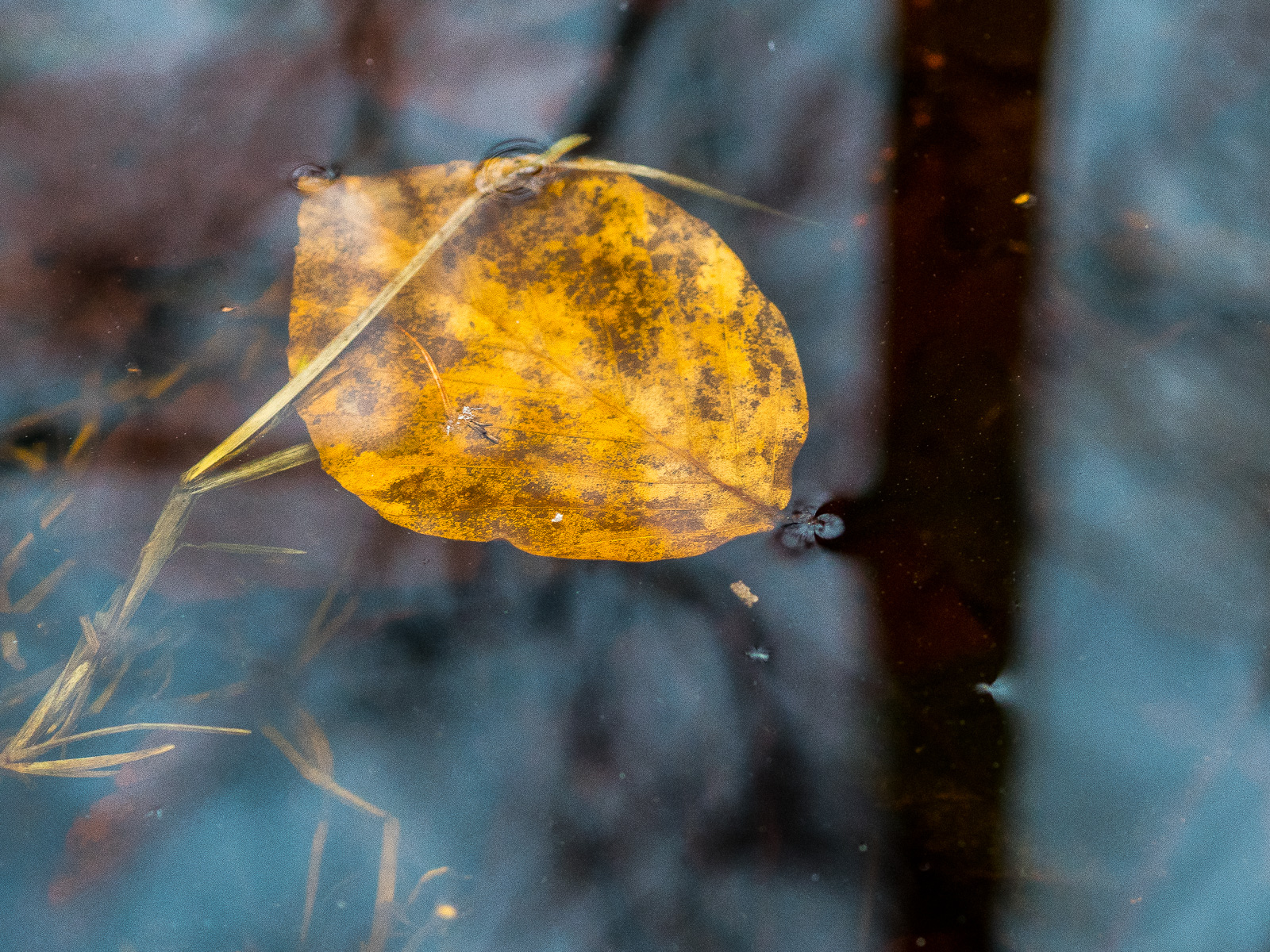 Ein Buchenblatt treibt im Teich, Baum spiegelt sich im Wasser