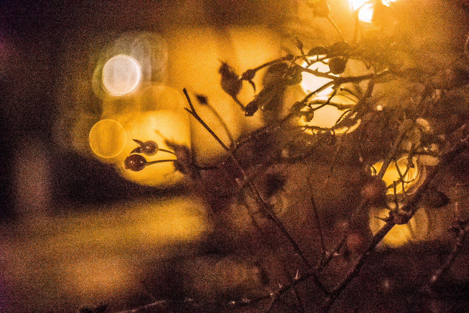 Rosenstrauch als Silhouette vor mehreren Lichtkullern, Nachtaufnahme mit grobem Rauschen
