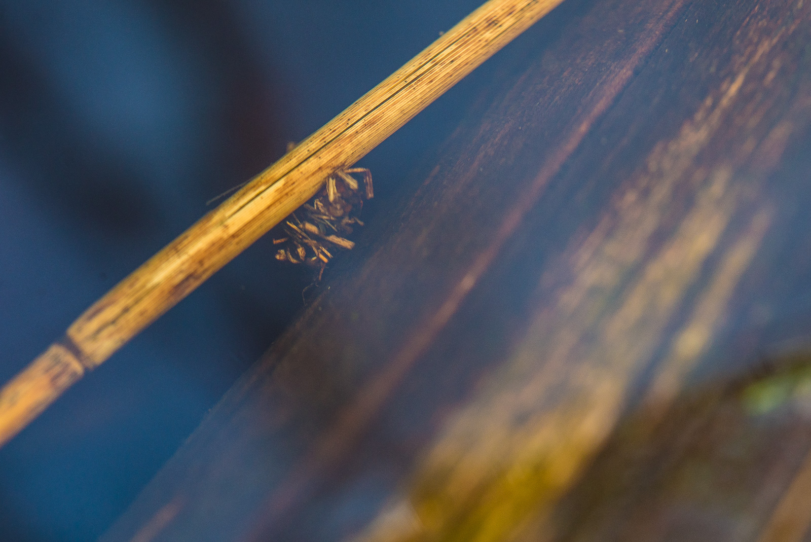 Unter der Oberfläche des Moortümpels eine Köcherfliegenlarve