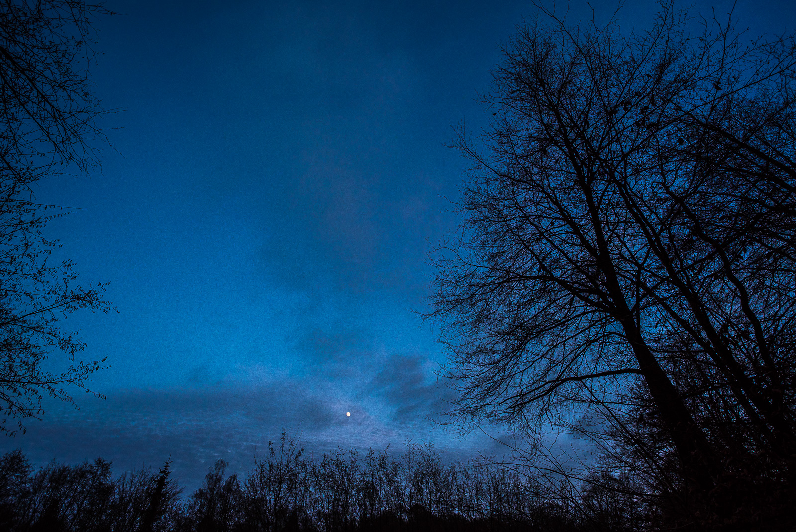 Weitwinkelaufnahme mit Bäumen und Abendhimmel, mittig unten über den Bäumen der Mond