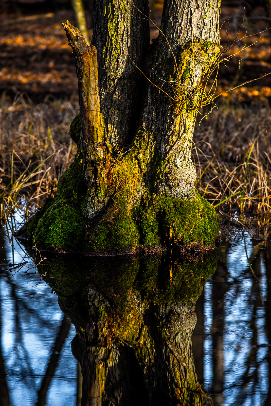 Ein Baum mit zwei Stämmen steht in einem Teich und spiegelt sich