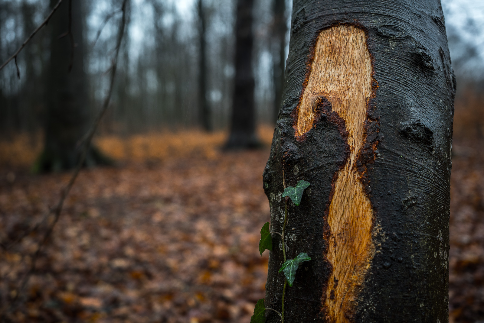Bei Waldarbeiten beschädigte Rinde eines noch stehenden Baums, Efeuranke