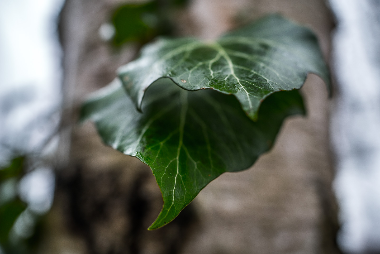 Blätter einer Efeuranke an einer Birke