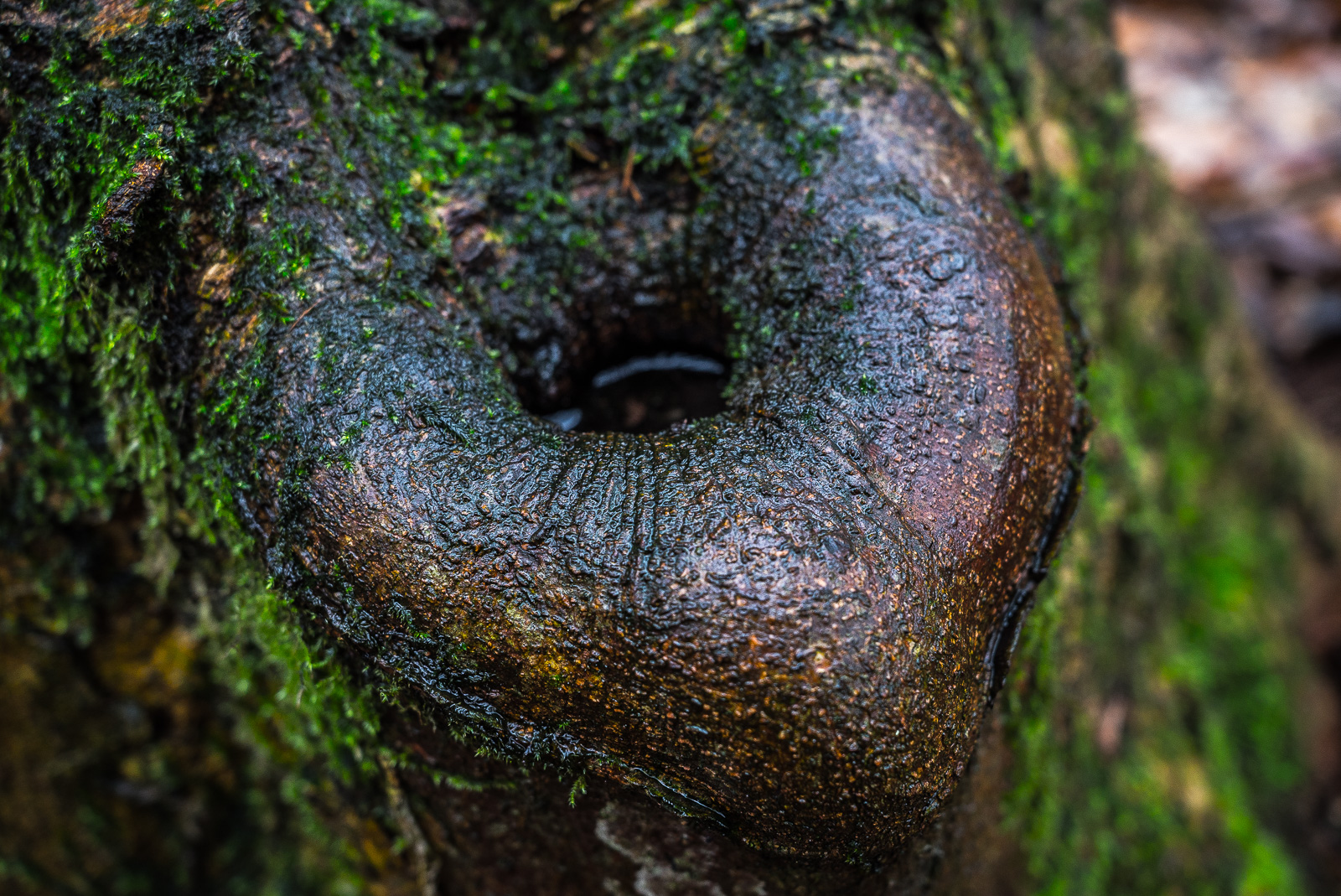 Herzförmige Auswölbung an einem Baumstamm, wassergefüllt