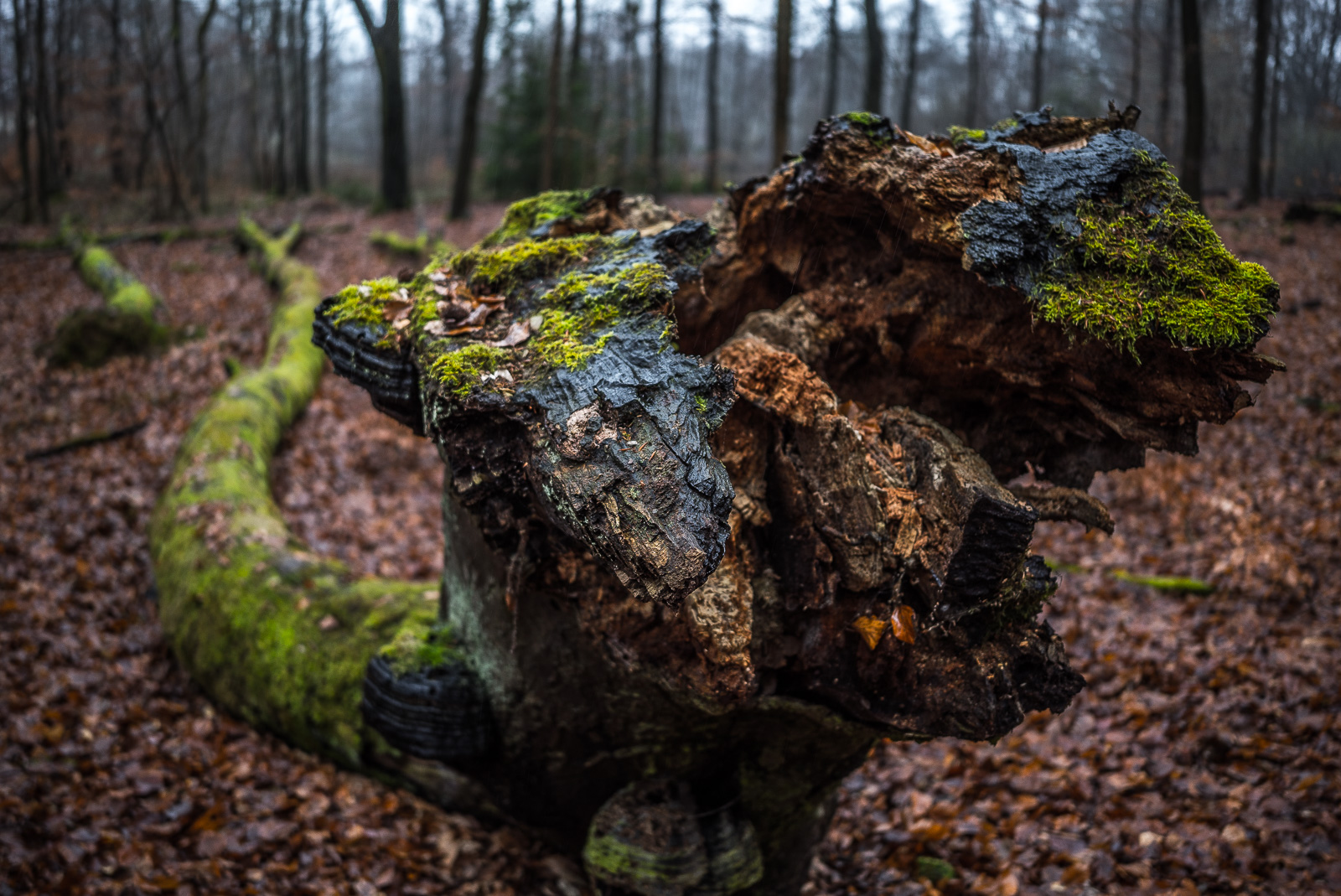 Wurzel eines umgestürzten Baums im Wald