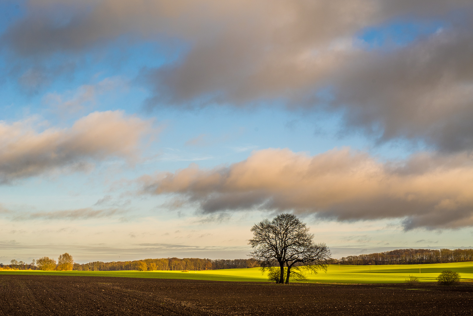 Eine typisch norddeutsche sanftwellige Wiesen-/Ackerlandschaft, eine einzelne Eiche, darüber viel Himmel mit schönen Wolken