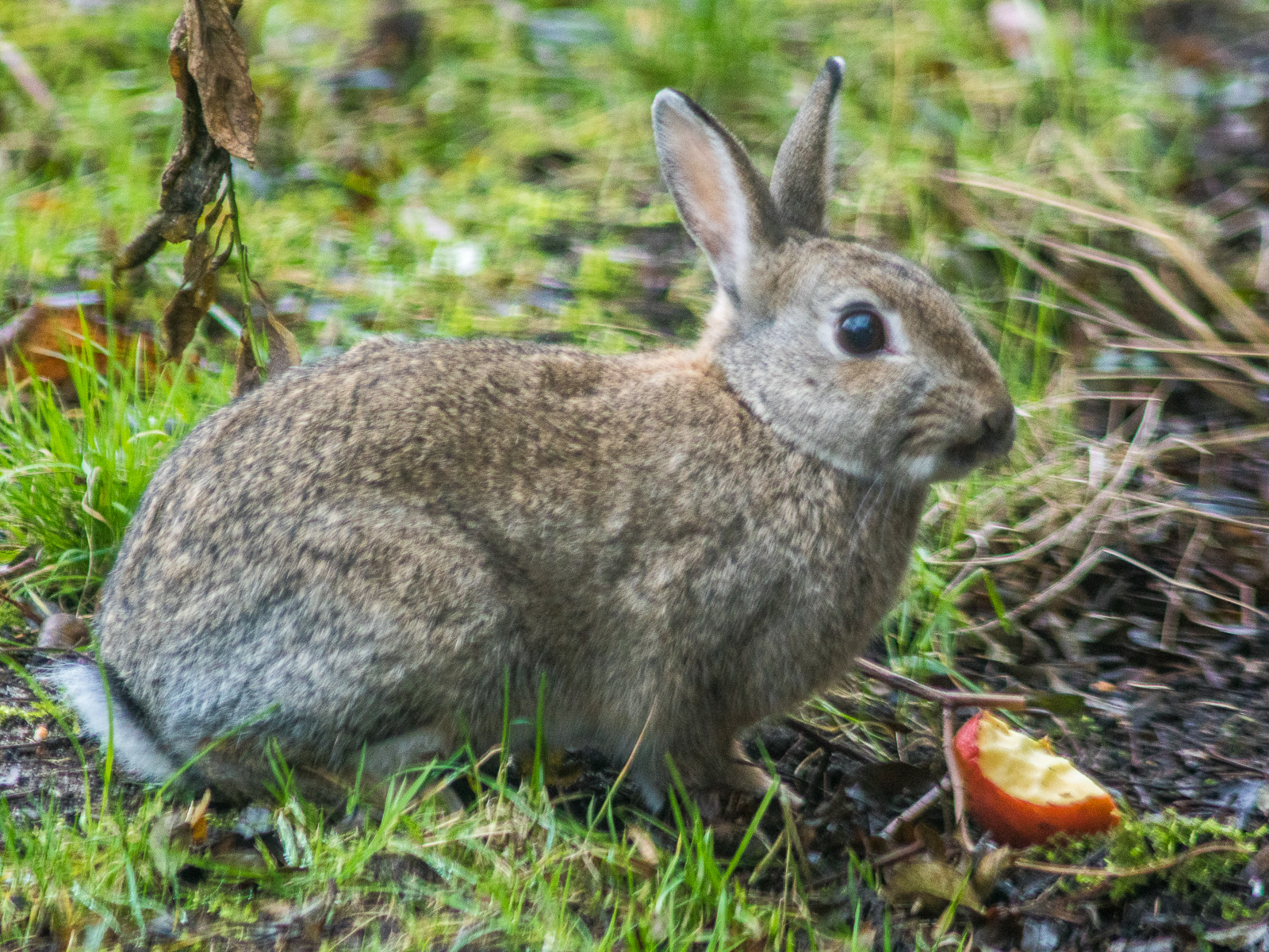 Kaninchen im Garten, Apfel essend