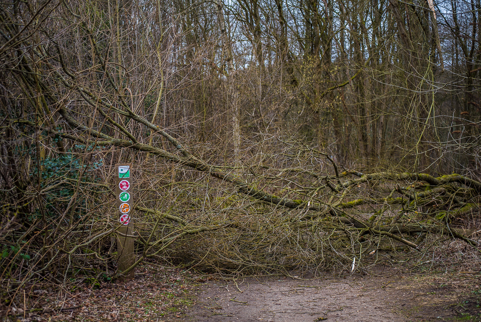 Umgestuerzter Baum im Wald blockiert den Weg vom/zum Dorf – Blickrichtung waldeinwaerts