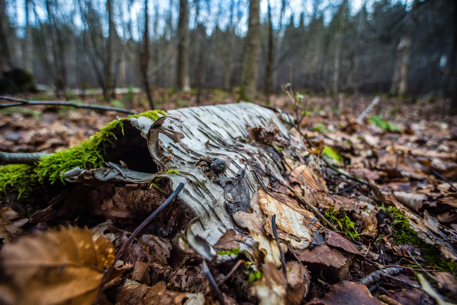 Ein Stück Birken-Totholz liegt auf dem Waldboden