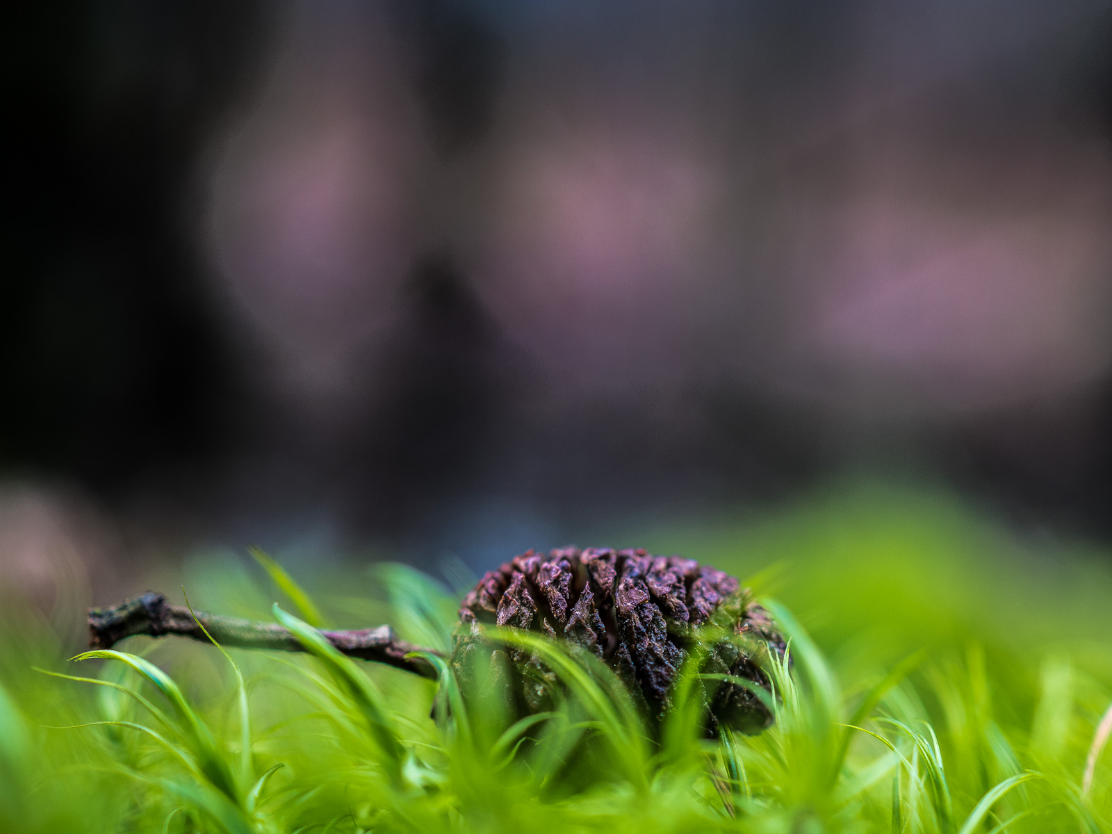 Kleiner Lärchenzapfen, der in fluffigem Moos liegt, in Froschperspektive aufgenommen