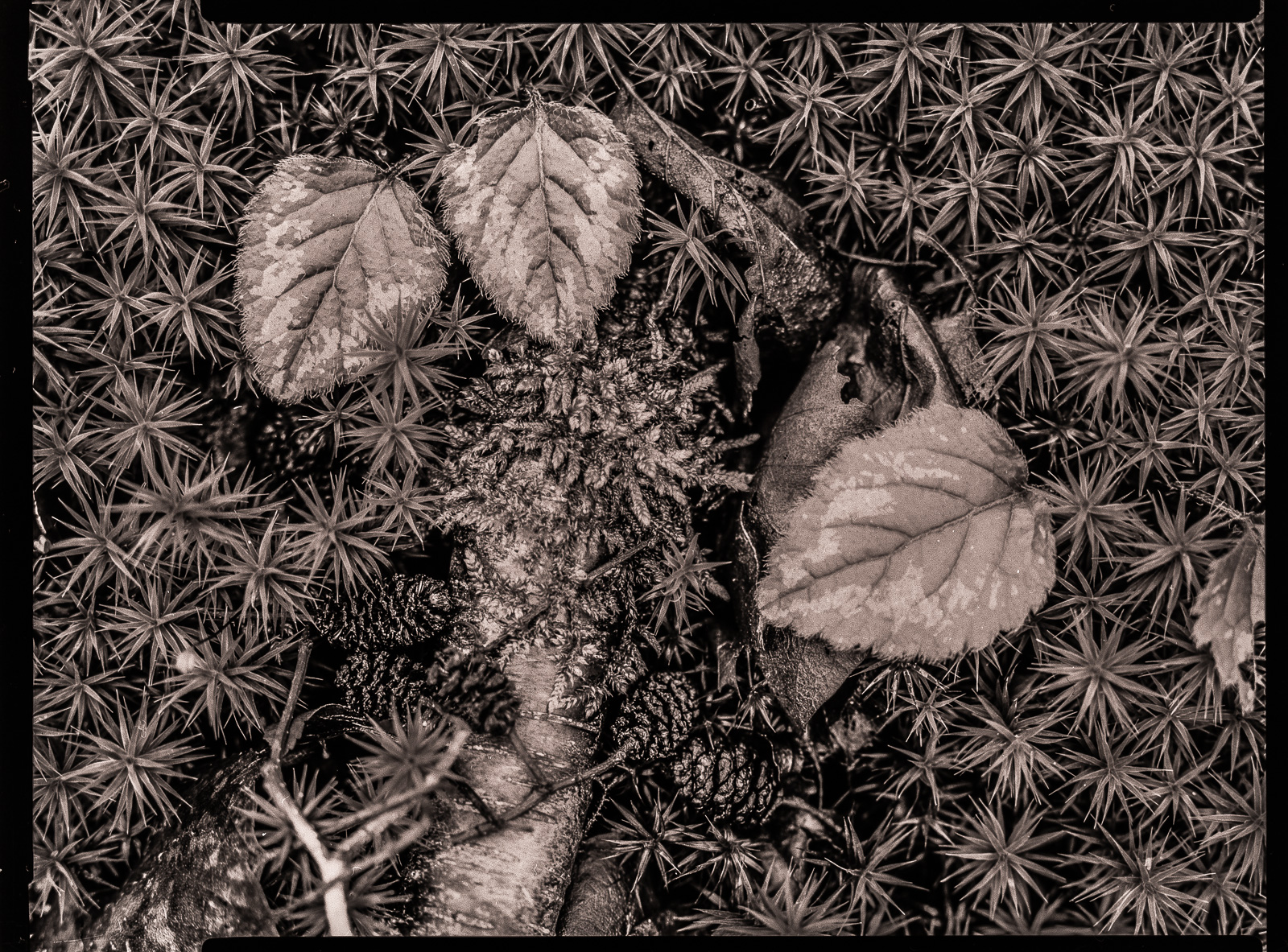 Leicht warm getonte Schwarzweißaufnahme: Drei helle Blätter, ein bemooster Ast und mehrere kleine Zapfen liegen in Sternchenmoos.