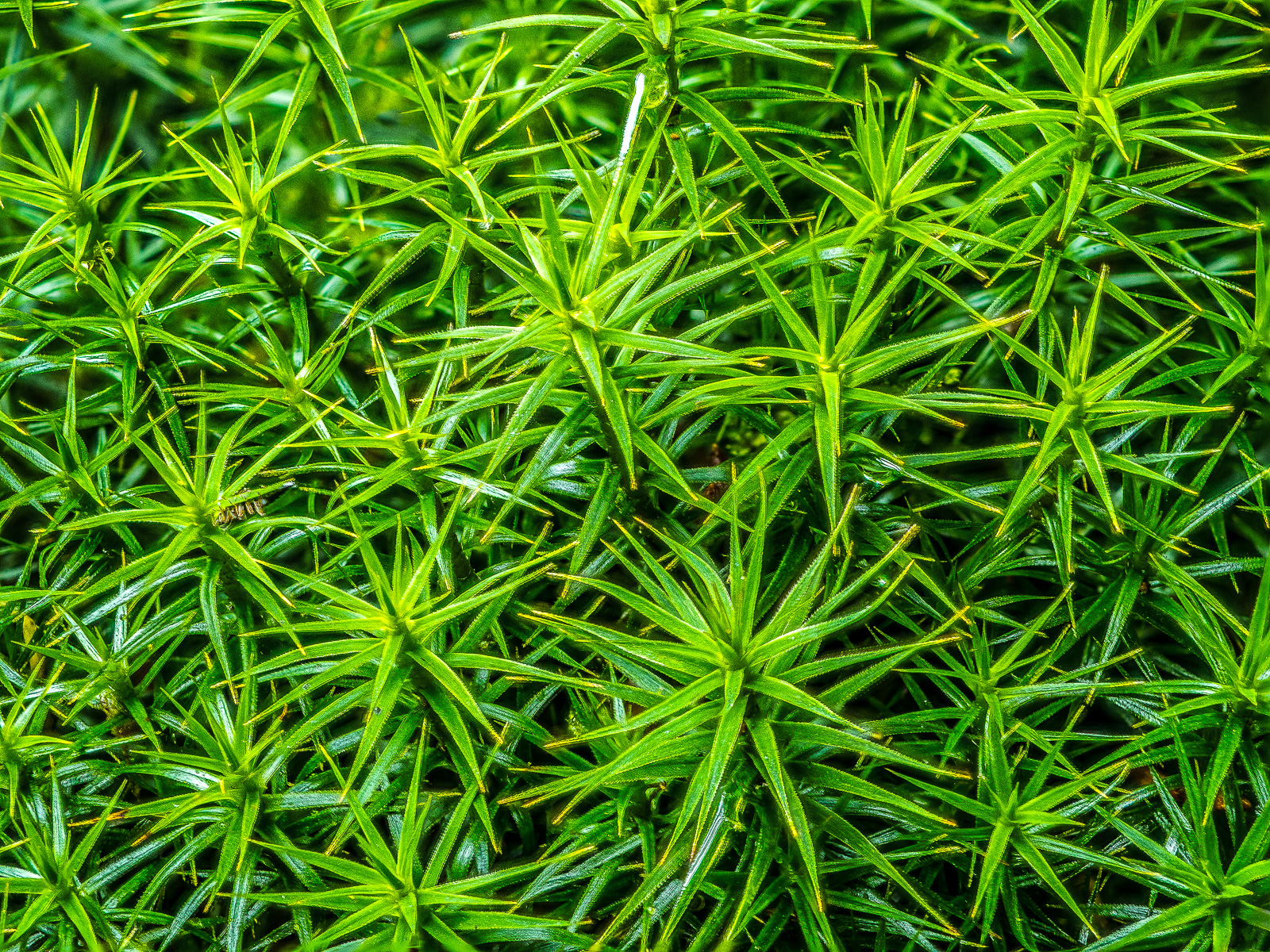 Sternchenmoos, das Foto ist praktisch durchgehend grün, die meisten Bereiche sind scharf, es entsteht eine sehr homogene Struktur
