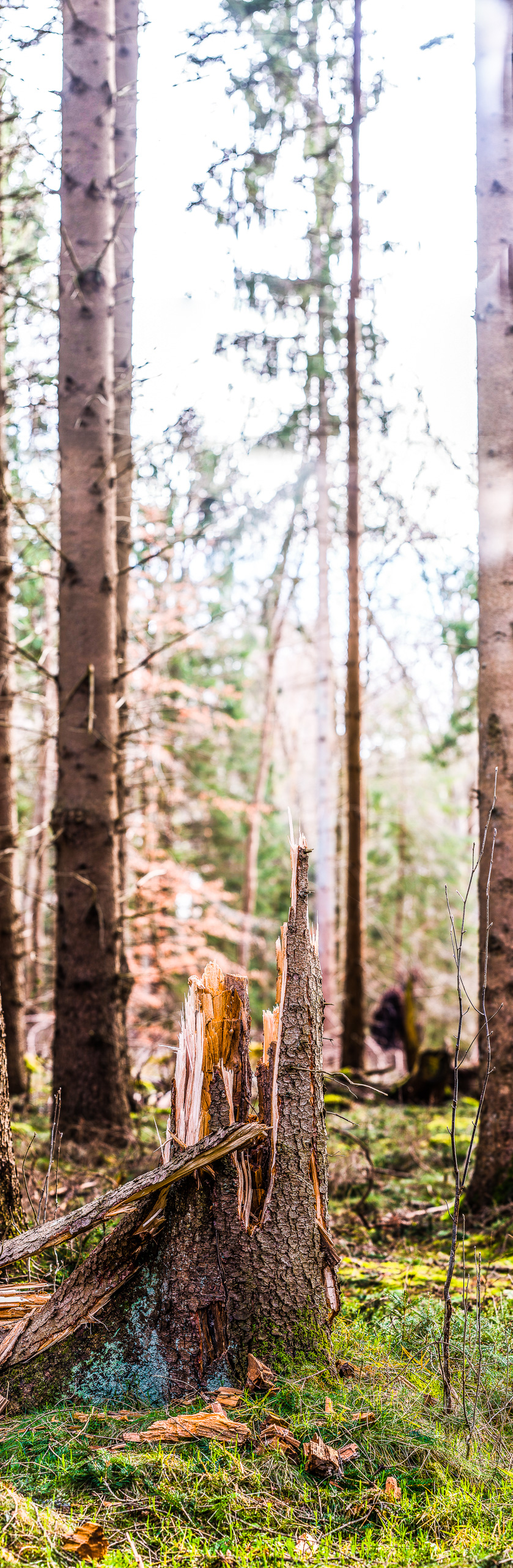 Panorama-Hochformat: Ein abgebrochener Baumstumpf steht auf einer Waldwiese, um ihn herum kahle Nadelbäume, von rechts scheint die Sonne ins Bild und überstrahlt den diffusen Waldhintergrund.