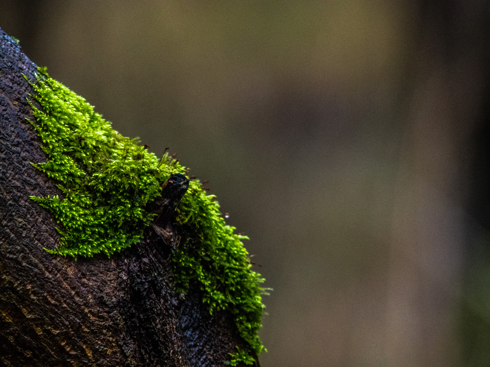 Ein braungrauer Baumstamm füllt vor ähnlich farbigem unscharfem Hintergrund das untere linke Drittel des Bildes aus, mittig ist er mit etwas Moos in leuchtendem Grün bewachsen
