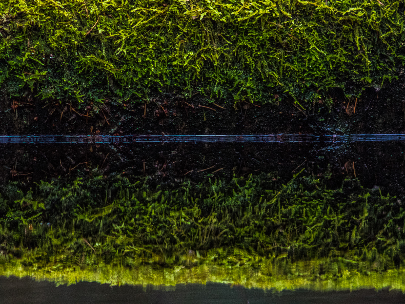 Ein stark bemooster Baumstamm liegt im Wasser. Die Linie der Wasseroberfläche ist etwas oberhalb der Bildmitte, so dass man den oberen Rand des Baumstamms nur in seinem Spiegelbild sieht.