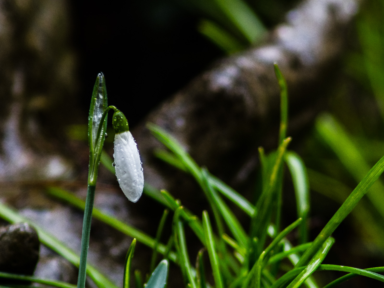 eine einzelne weiße, regennasse Schneeglöckchen-Blüte vor unscharfen grünen Halmen und diffusem braunschwarzem Hintergrund