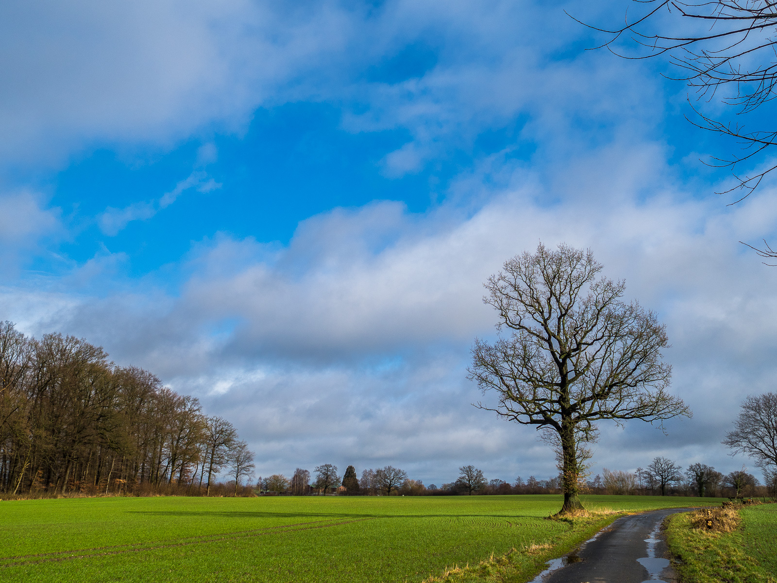 Am rechten Bildrand unten ein Asphaltweg durch eine Wiese, links am Wegrand ein markanter Baum, darüber viel leuchtend blauer Himmel mit weißen und grauen Wolken