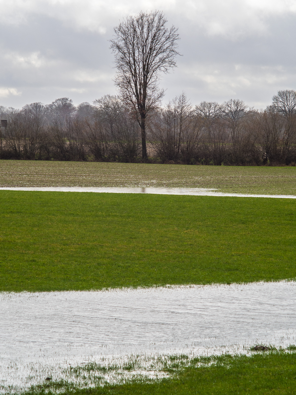 Ein einzelner schmaler Baum am Ende eines Feldes, davor die Wiese, teilweise überschwemmt, an zwei Stellen viel Wasser, als würde ein Fluss durch die Wiese laufen.