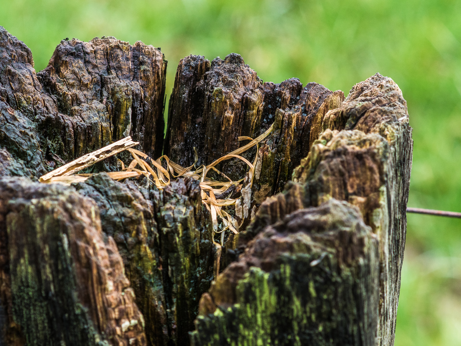 Etwas trockenes Gras hat sich in einem stark verwitterten Stück Holz gesammelt.
