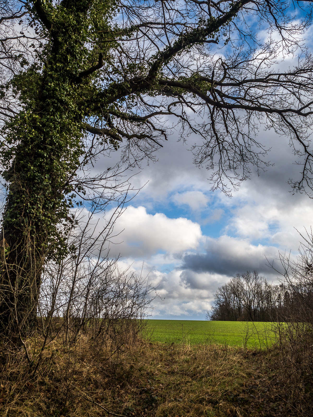 Links im Bild ein markanter hoher Baum im Ausschnitt, an dem Efeu dicht hochrankt. Daneben eine Wiese und viel Himmel mit Häufchenwolken.