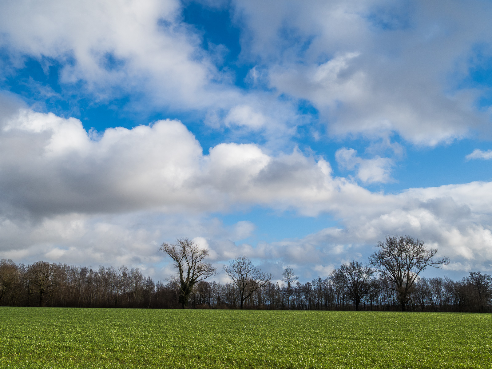 eine Wolkenlandschaft, viele Häufchenwolken vor leuchtend blauem Himmel, füllt die oberen drei Viertel des Bildes. Dann ein Streifen niedriger kahler Büsche und Bäume, ganz unten ein Streifen grüner Wiese