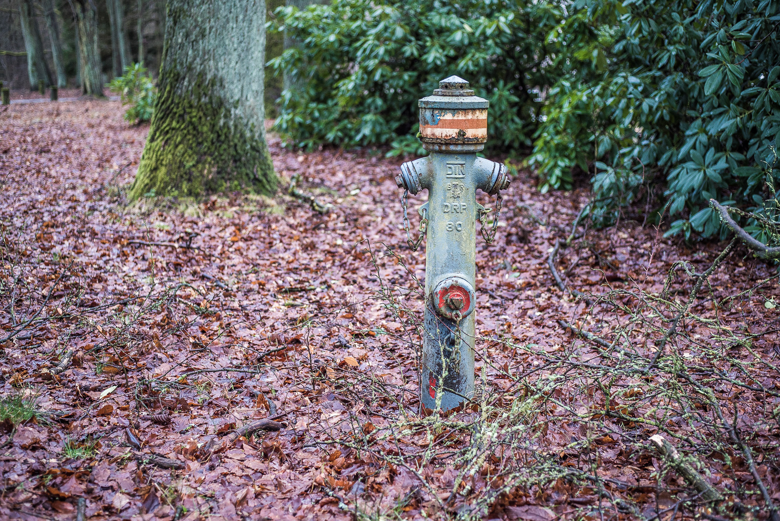 Ein alter, schmutziger Hydrant steht auf einem herumtergekommenen parkähnlichen Grundstück, das komplett mit vermoderndem Laub bedeckt ist. Rechts dahinter Rhododendron-Hecken, nach links in der Unschärfe mehrere Eichen- oder ähnliche Baumstämme