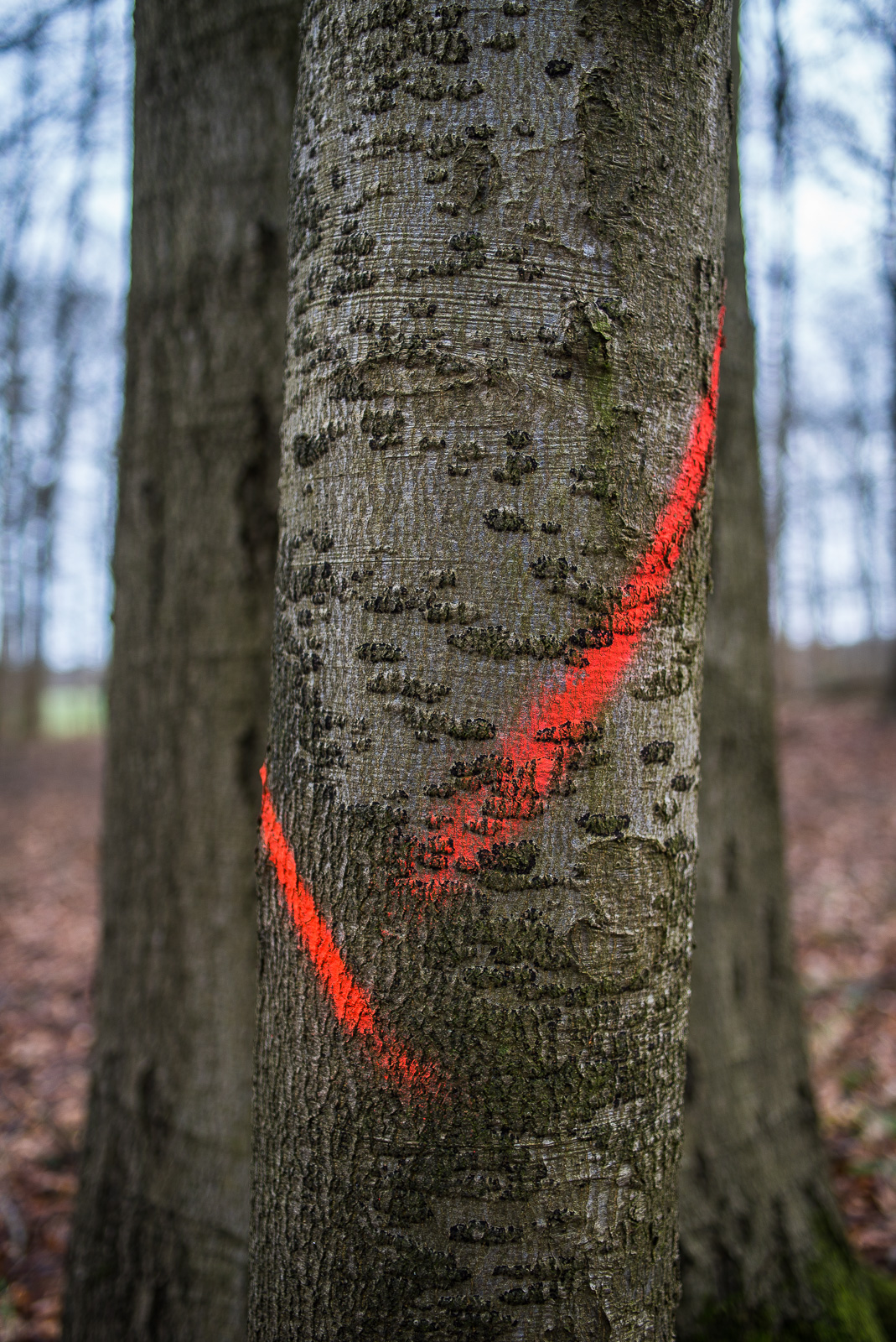 Ein dünner Baumstamm steht vor einem dickeren. Zwei rote Kreidemarkierungen auf dem vorderen Stamm bilden in etwa ein Häkchen, das die Bildmitte dominiert.