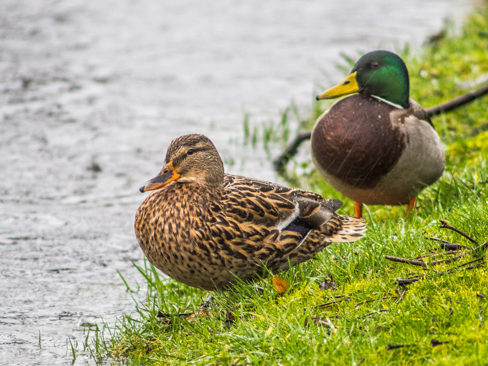 Zwei Enten stehen im Regen auf einer Wiese und schauen zum Teich links im Bild. Der Uferstreifen verläuft fast exakt diagonal von links unten nach rechts oben.