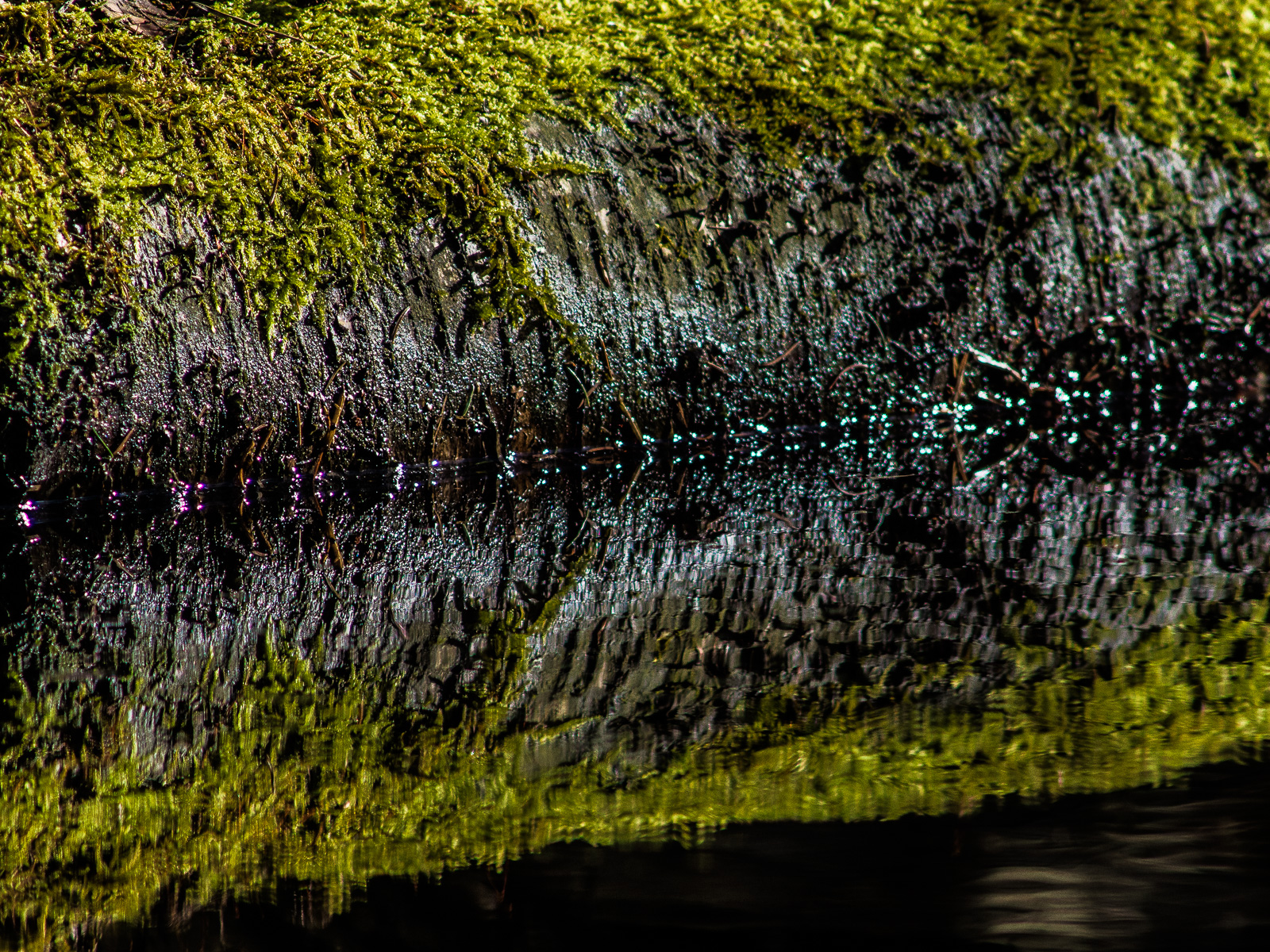 Ein moosbewachsener Stamm liegt im Wasser und spiegelt sich in der Wasseroberfläche. Das Moos leuchtet im Sonnenlicht.