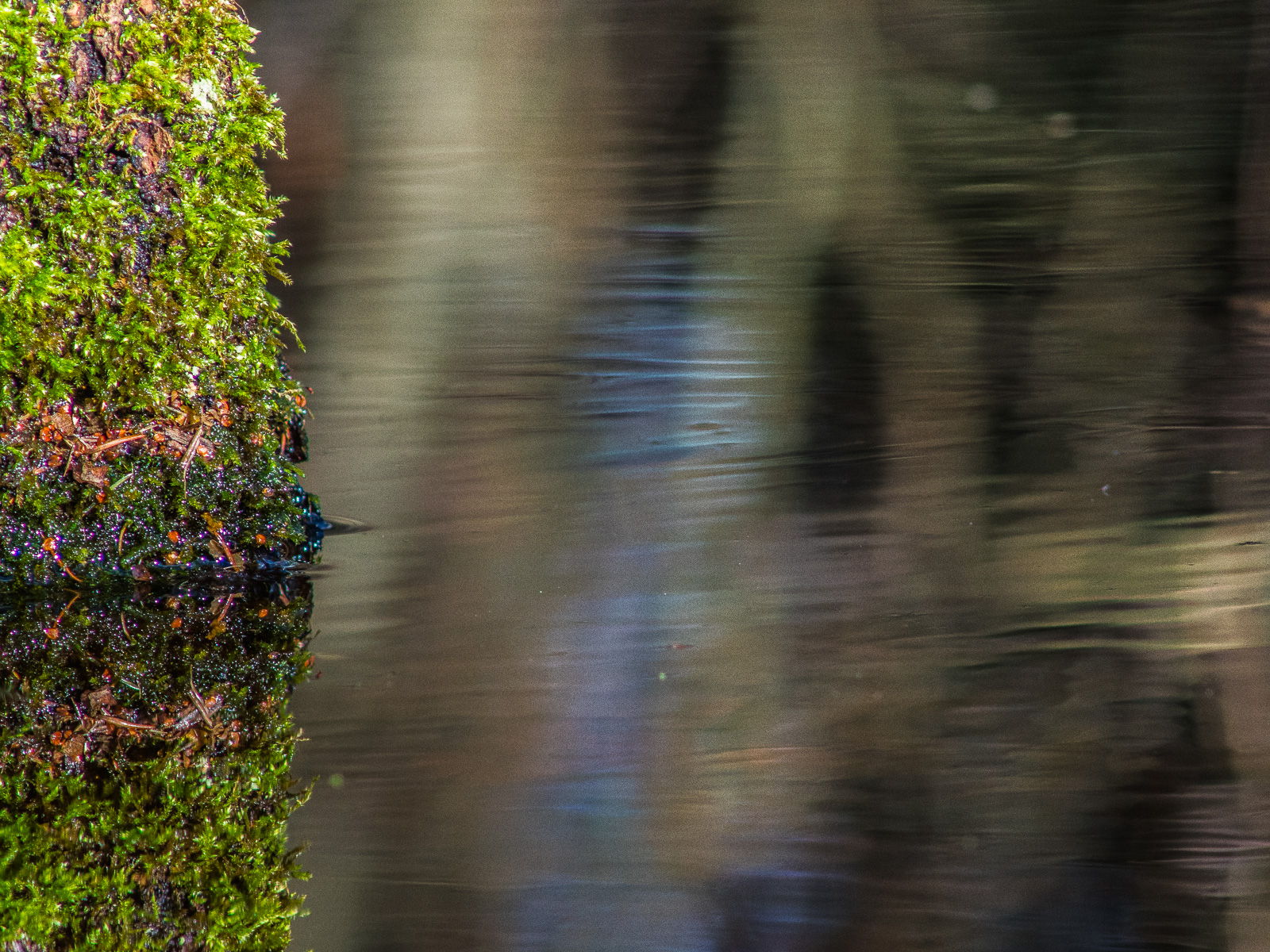 Eine Wasseroberfläche spiegelt, von kleinen Wellen durchsetzt, braun-grau die umgebende Waldlandschaft. Von links ragt ein undefinierter Klotz ins Bild, der stark mit hellgrünem Moos überzogen ist.