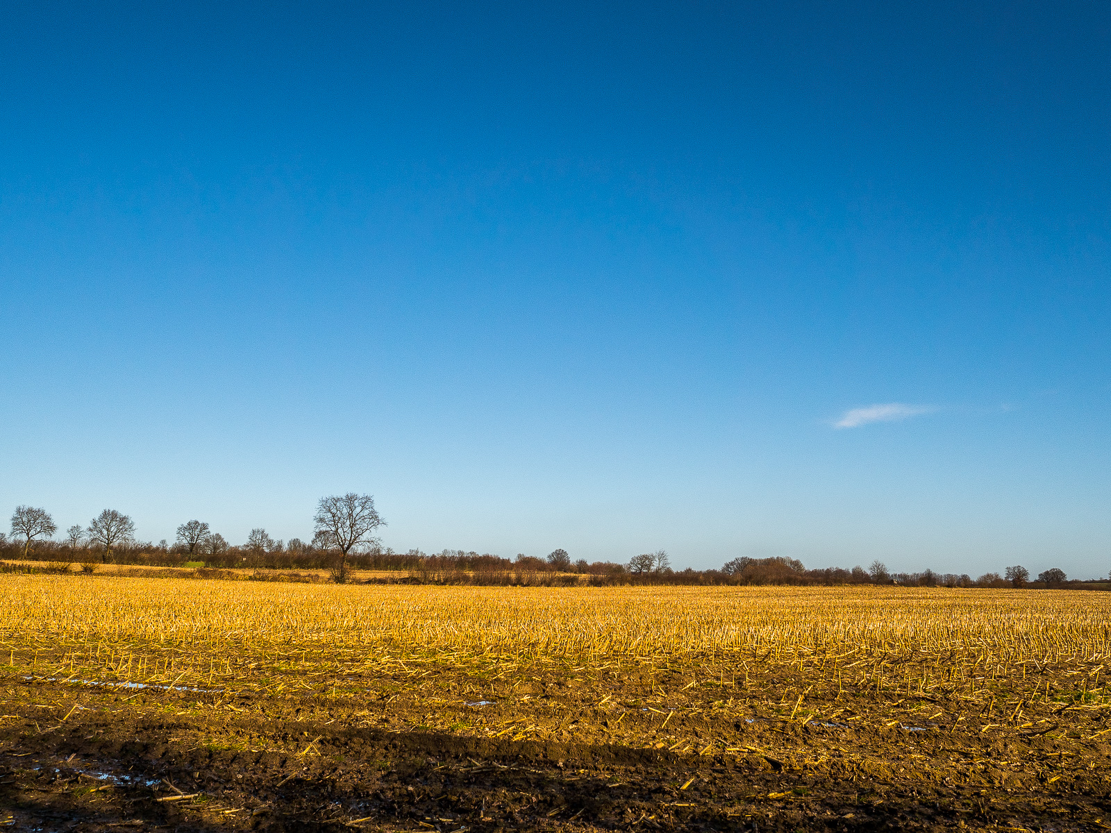Ein abgeerntetes Feld, goldgelbe Stoppeln, im unteren Drittel des Bildes, darüber ein fast makellos blauer Himmel mit einer einzigen kleinen weißen Wolke rechts auf mittlerer Bildhöhe