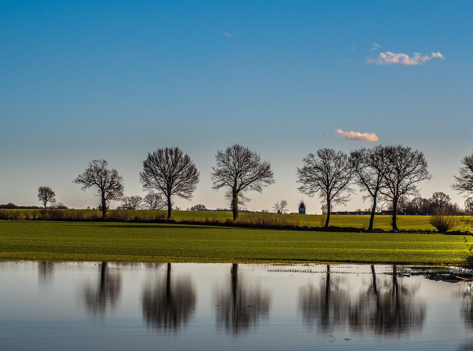 eine Reihe von sechs Bäumen längs einer Hecke und ihre Spiegelung in einem Teich im Vordergrund des Bildes