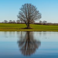Einzelner fast runder Baum auf einer Wiese spiegelt sich in einem Teich