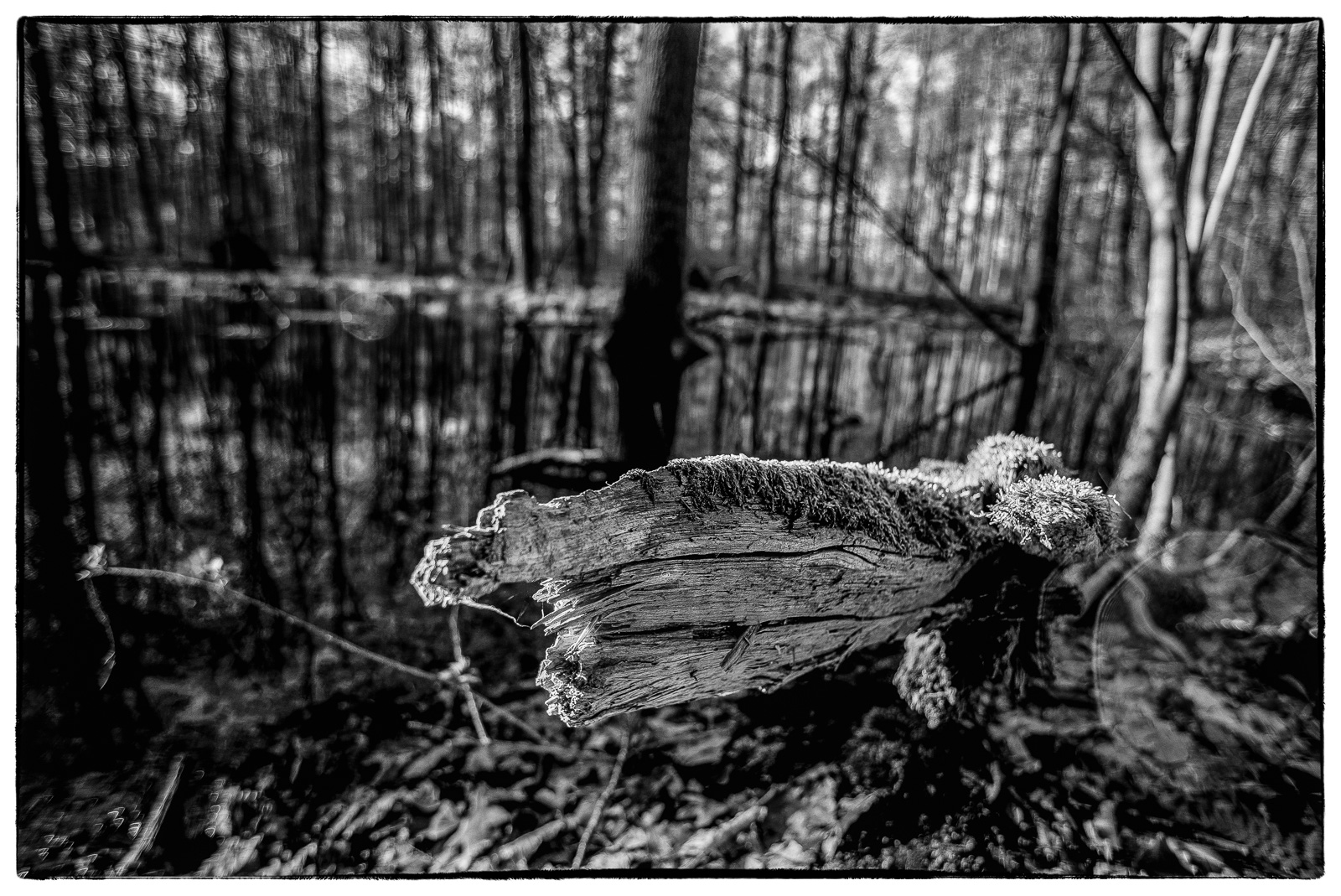 Schwarzweißfoto im Wald: Nahaufnahme eines abgebrochenen Astes,der sich dem Betrachter zu nähern scheint. Dahinter ein Teich und viele Bäume.