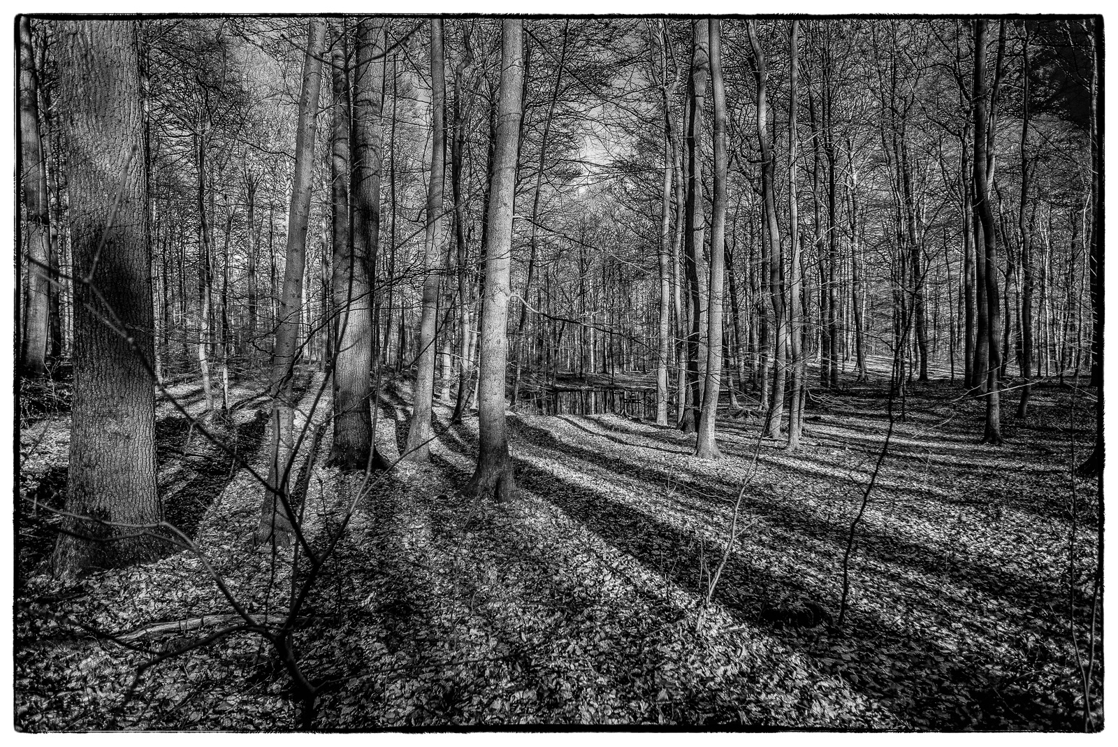 Schwarzweißfoto im Wald: Leicht hügelige Landschaft mit vielen Bäumen, als zusätzliche längliche Struktur fallen von hinten die Schatten weiterer Bäume ins Bild