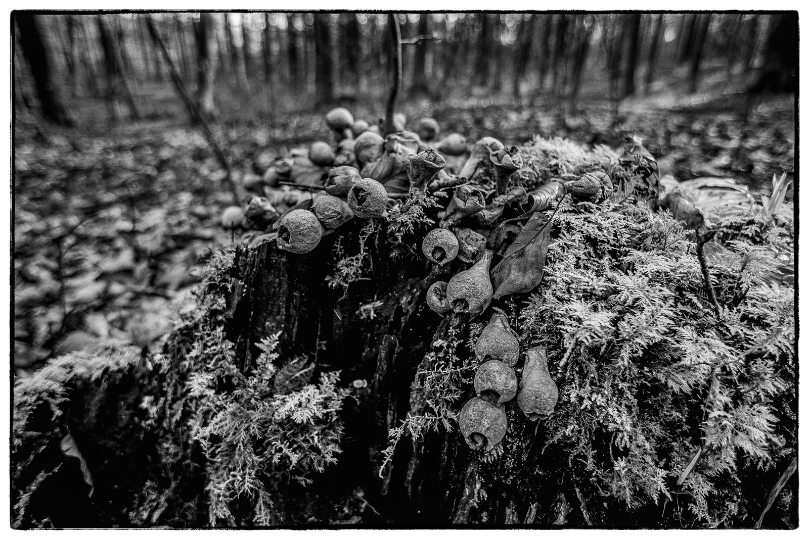 Schwarzweißfoto im Wald: Nahaufnahme eines stark bemoosten Baumstumpfs, auf dem röhren- bzw. keulenförmige Pilze wachsen.