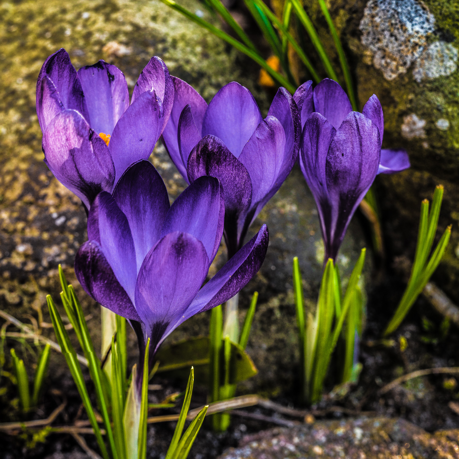 Eine Gruppe von vier violetten Krokussen vor Steinen, Seitenlicht fällt nur auf die Blüte ganz links, deren orange-gelbes Staubblatt als einziges sichtbar ist.